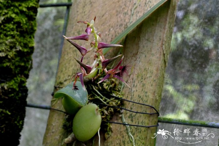 毛唇石豆兰Bulbophyllum barbigerum