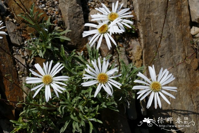 狭叶寒菀Celmisia angustifolia