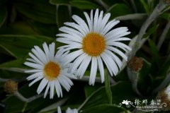 短叶寒菀Celmisia brevifolia