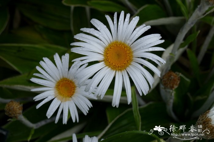 短叶寒菀Celmisia brevifolia