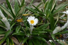 壮丽寒菀 Celmisia spectabili