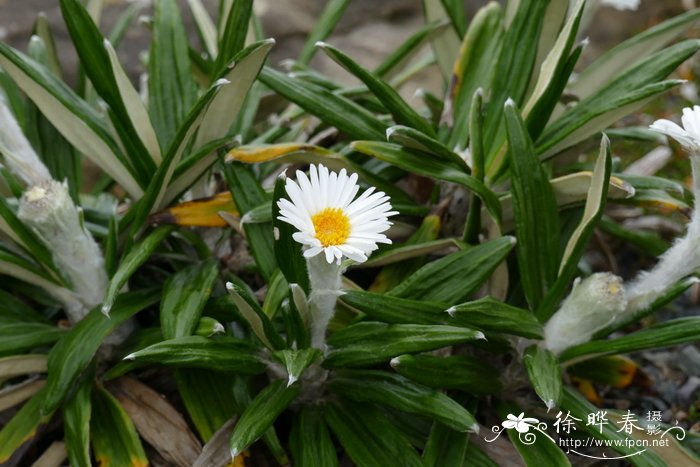 壮丽寒菀 Celmisia spectabili