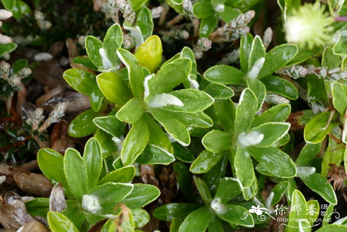 毛蕊花叶寒菀 Celmisia verbascifolia