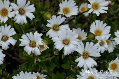 毛蕊花叶寒菀 Celmisia verbascifolia
