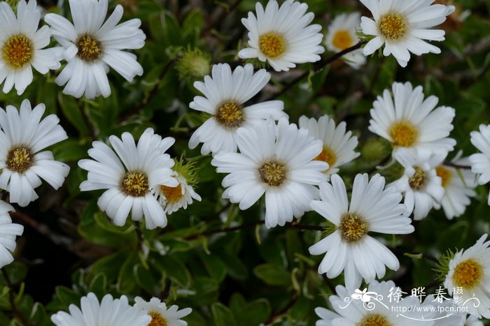 毛蕊花叶寒菀 Celmisia verbascifolia