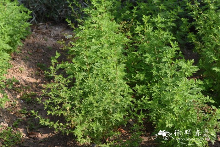 黄花蒿 Artemisia annua
