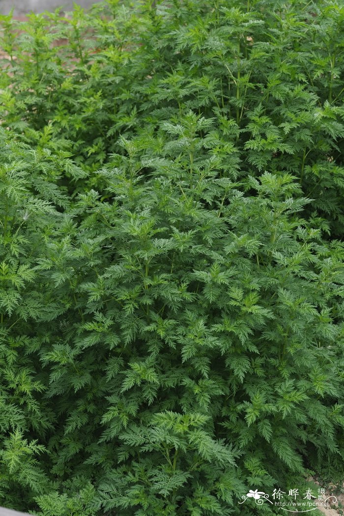 青蒿Artemisia caruifolia
