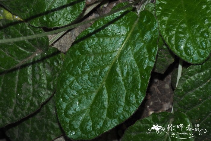心叶火石花Gerbera cordata