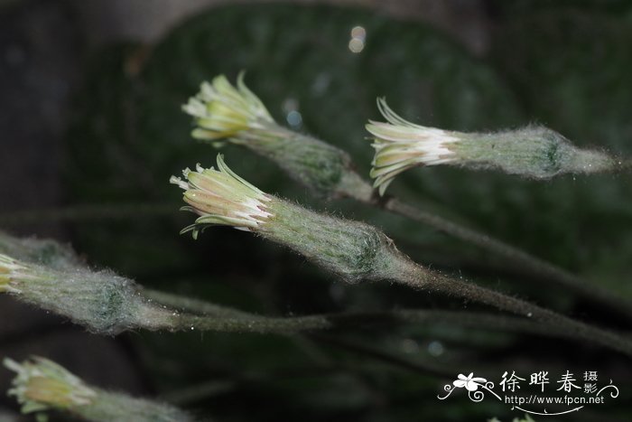 心叶火石花Gerbera cordata