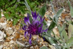 保加利亚矢车菊 Centaurea achtarovii
