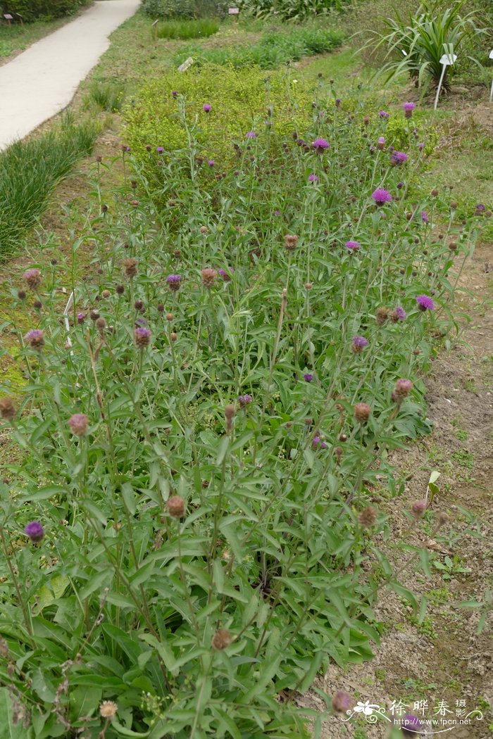 黑矢车菊 Centaurea nigra