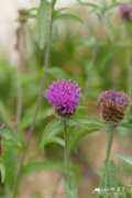黑矢车菊 Centaurea nigra