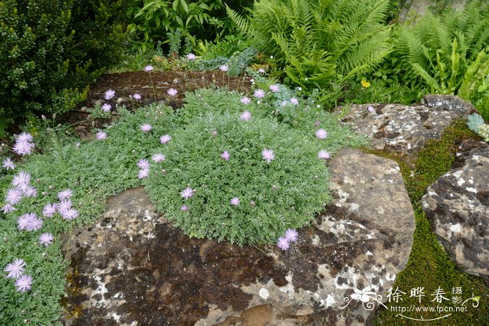 单茎矢车菊Centaurea simplicicaulis