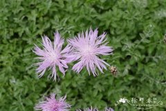 单茎矢车菊Centaurea simplicicaulis