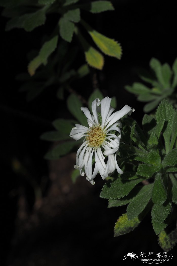 皱花胶菀木Commidendrum rugosum