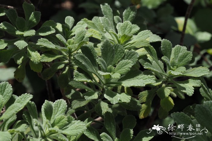 皱花胶菀木Commidendrum rugosum