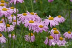 红花除虫菊Tanacetum coccineum