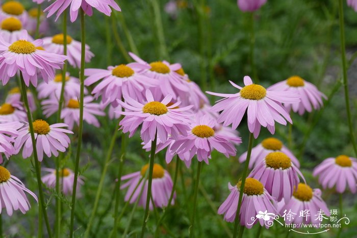 红花除虫菊Tanacetum coccineum