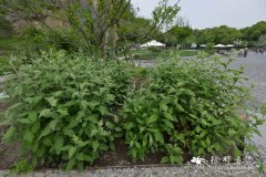 毛华菊 Chrysanthemum vestitum