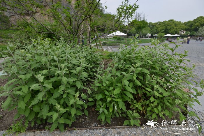 毛华菊 Chrysanthemum vestitum
