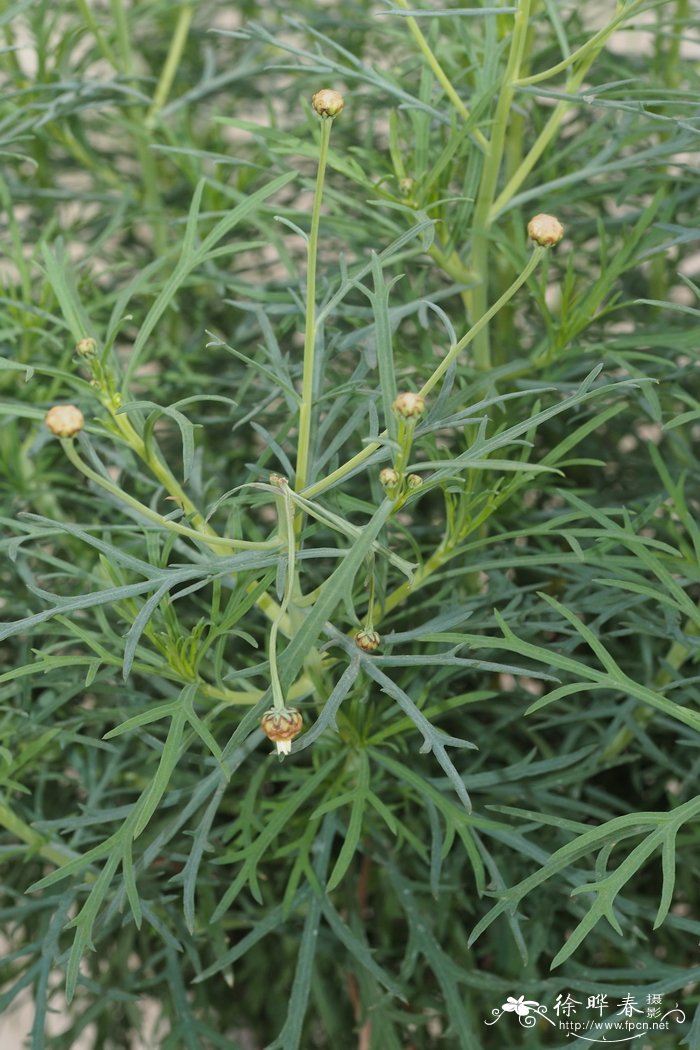 硬果芥叶木茼蒿Argyranthemum coronopifolium
