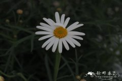 硬果芥叶木茼蒿Argyranthemum coronopifolium