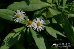 竹叶菊Boltonia asteroides