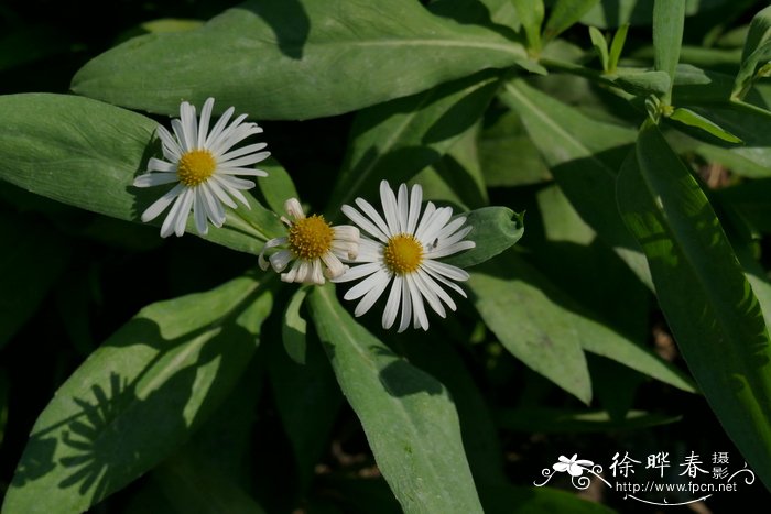 竹叶菊Boltonia asteroides