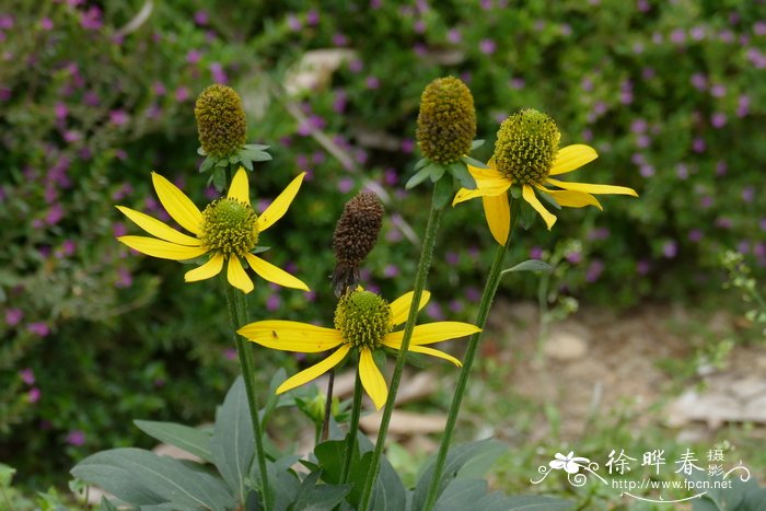 麻叶千里光 Senecio cannabifolius