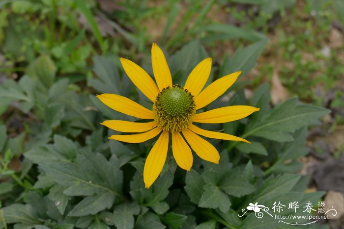 麻叶千里光 Senecio cannabifolius