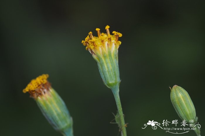 Senecio oxyriifolius