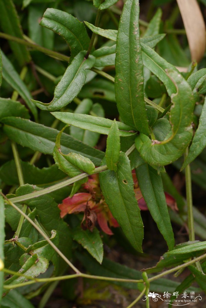 闽粤千里光 Senecio stauntonii