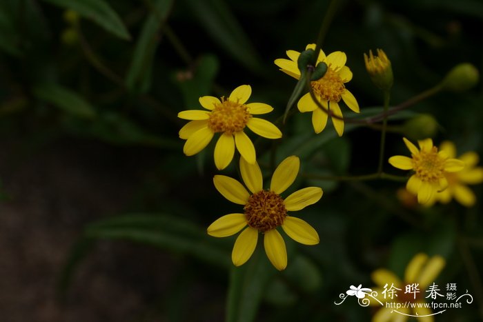 闽粤千里光 Senecio stauntonii