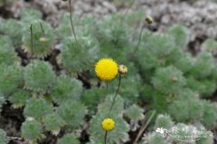 球叶山芫荽 Cotula fallax