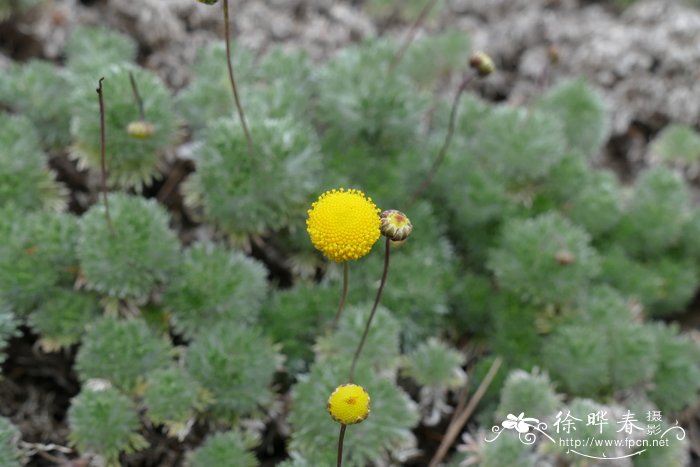 球叶山芫荽 Cotula fallax