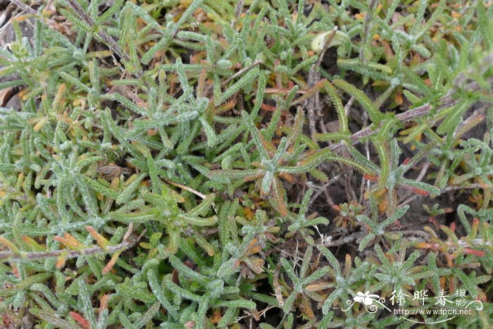 绒叶蓍Achillea tomentosa