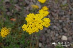 绒叶蓍Achillea tomentosa