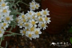 伞叶蓍Achillea umbellata