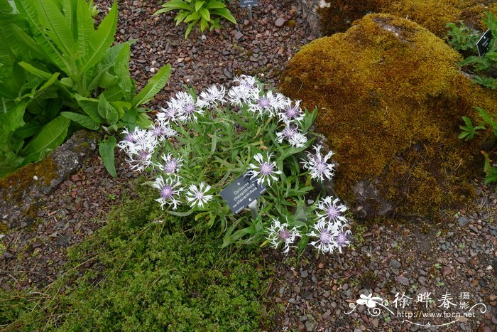 桂竹香叶蓝花矢车菊Cyanus cheiranthifolius