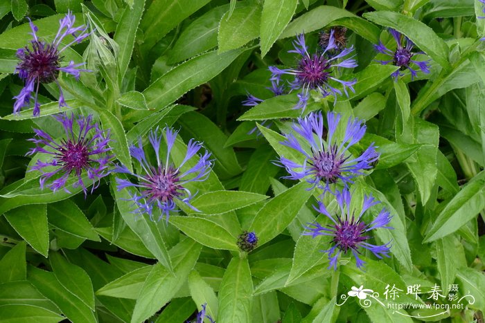山矢车菊Cyanus montanus