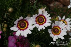 花环菊Glebionis carinata
