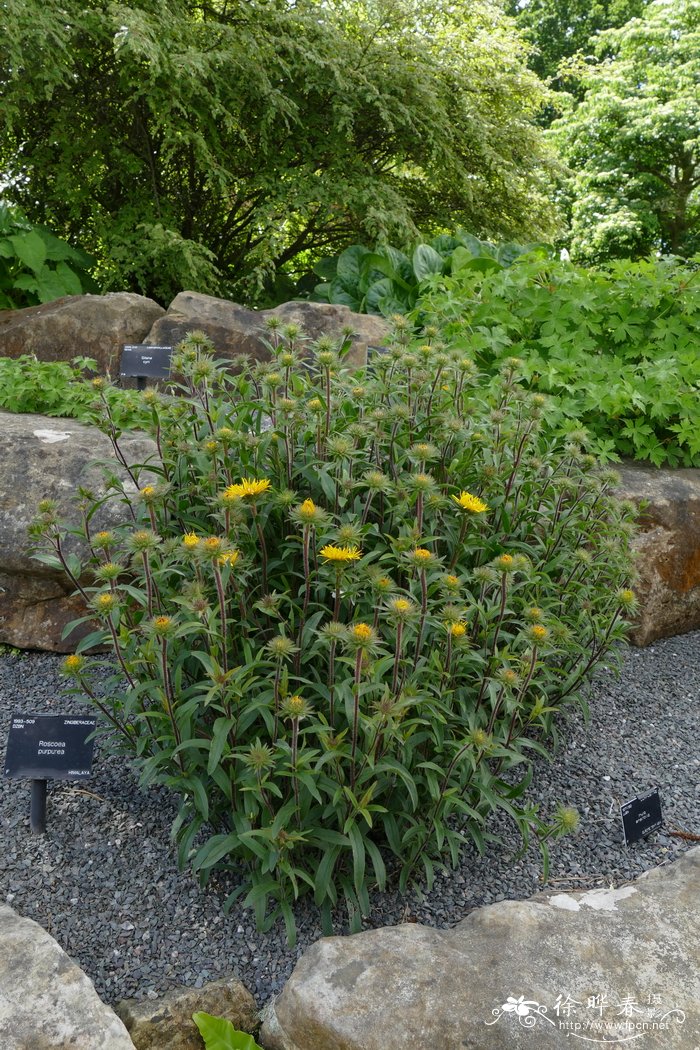 剑叶旋覆花Inula ensifolia