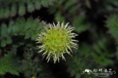 '普拉特黑'暗色异柱菊Leptinella squalida 'Platt's Black'