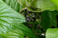 掌裂蒟蒻薯Tacca palmatifida