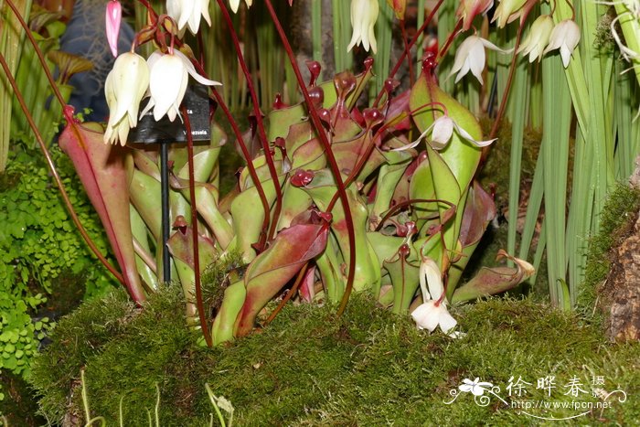 瘦长卷瓶子草heliamphora elongata