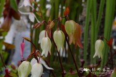 瘦长卷瓶子草Heliamphora elongata