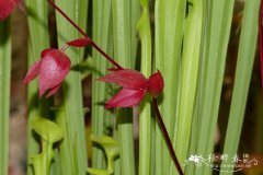 小卷瓶子草Heliamphora minor