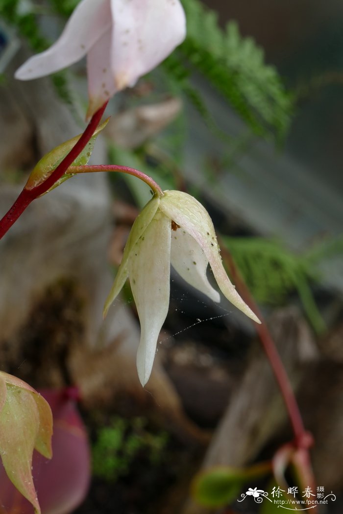 俯垂卷瓶子草heliamphora nutans