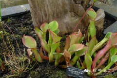 俯垂卷瓶子草Heliamphora nutans