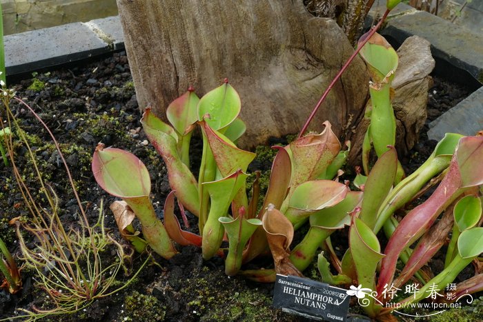 俯垂卷瓶子草heliamphora nutans